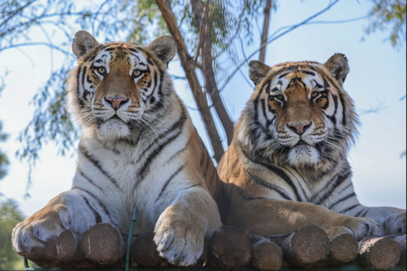 �������ܶ�����������֮�硪����������԰�������г�Ȧ������